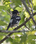 Rose breasted Grosbeak 9544